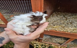 Guinea Pig rodents for sale: 3 boys left - Image 7
