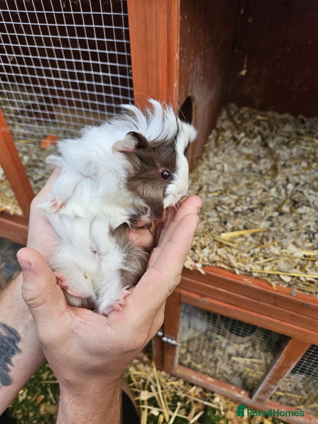 Guinea Pig rodents for sale: 3 boys left - Image 7