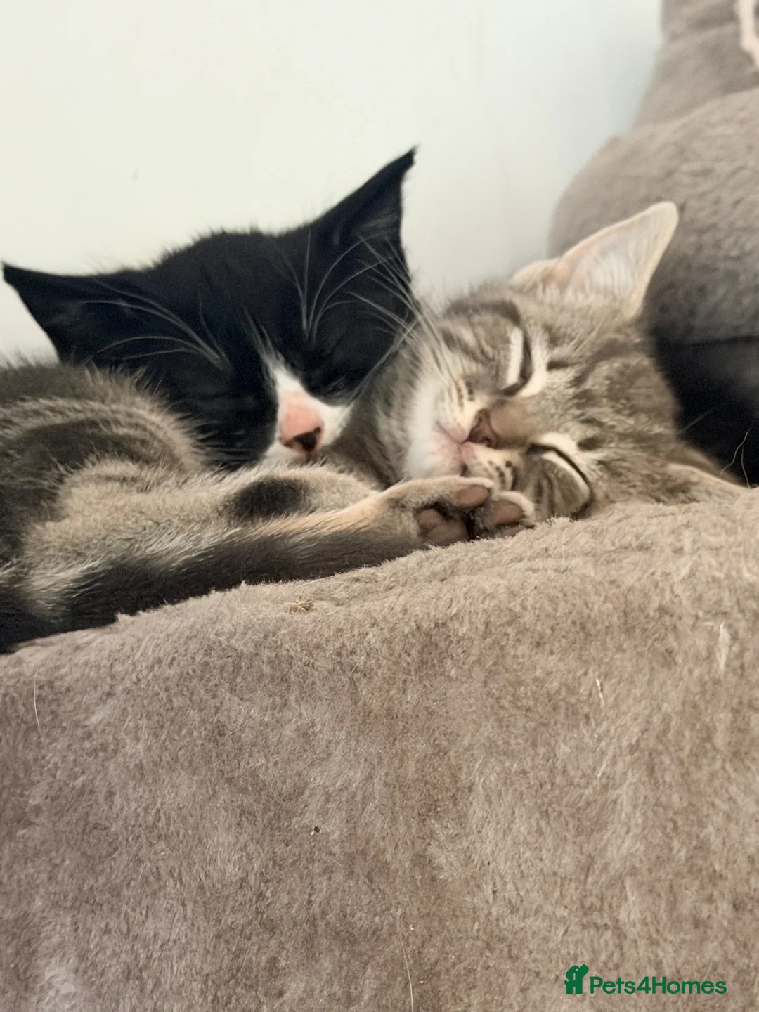 Domestic Shorthair cats for sale: Male kitten 8 weeks old ready to go  - Advert 2