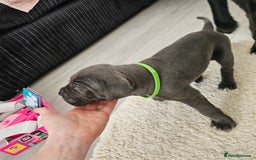 Cane Corso dogs for sale: Cane corsos  in Whitehaven - Image 10