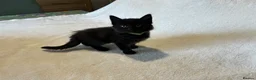 Mixed Breed cats for sale: Ragdoll x kittens  in Cardigan - Advert 15