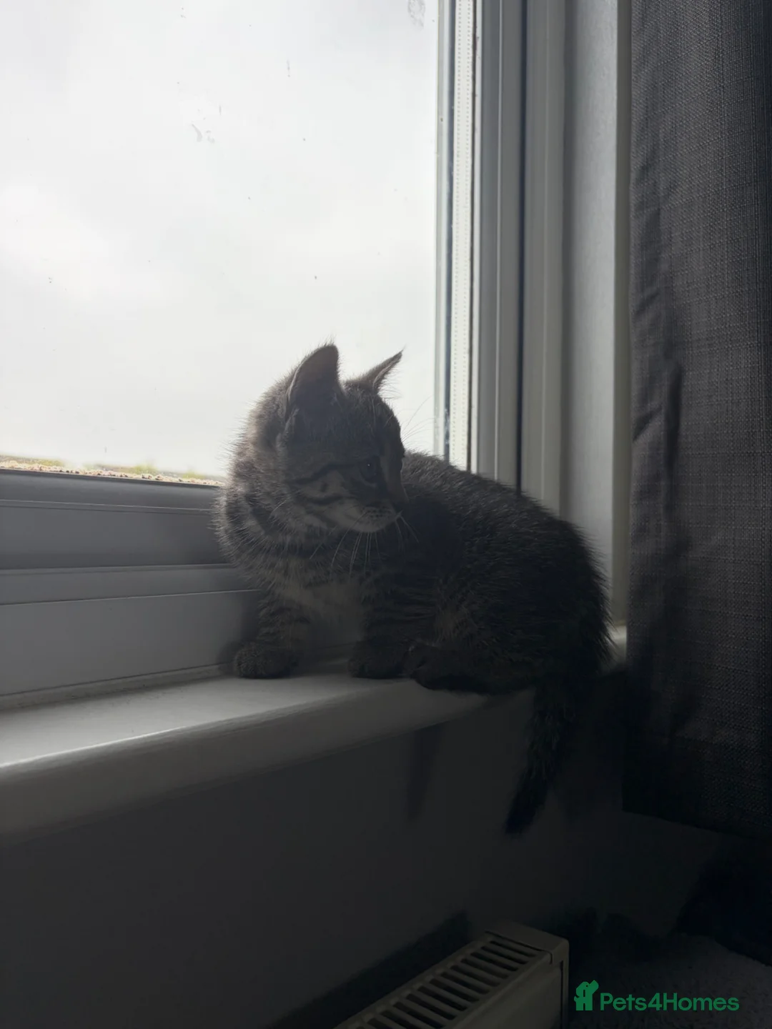 British Shorthair cats for sale: 1 female British shorthair kitten in Benfleet - Advert 2