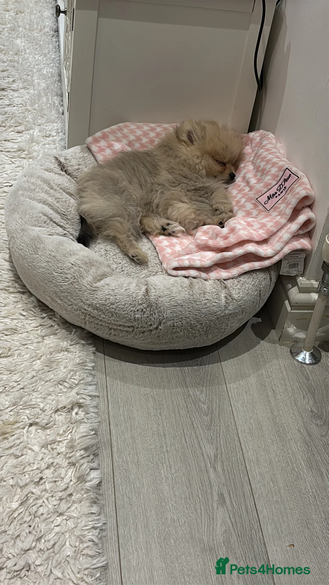 Pomeranian dogs for sale: Beautiful Pomeranian little Girl  - Advert 6