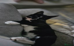 Domestic Shorthair cats for sale: Kittens looking for their forever home 🩷🩵🩷 - Image 7