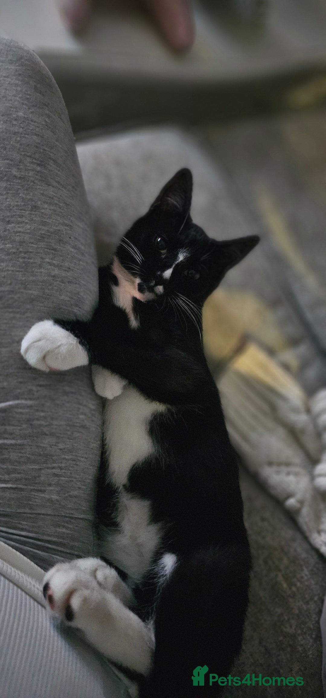 Domestic Shorthair cats for sale: Kittens looking for their forever home 🩷🩵🩷 - Image 7