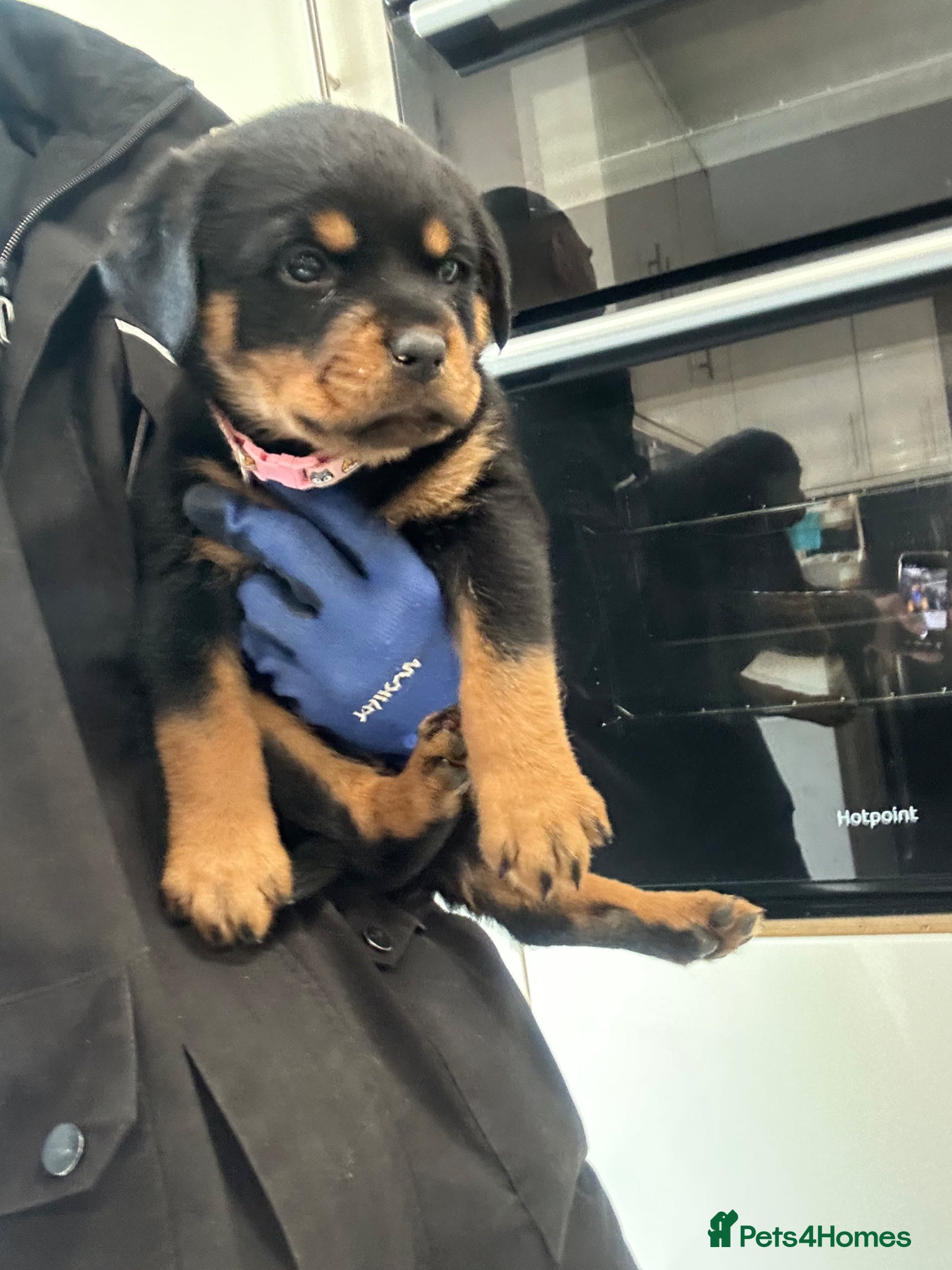 Rottweiler Puppy 4