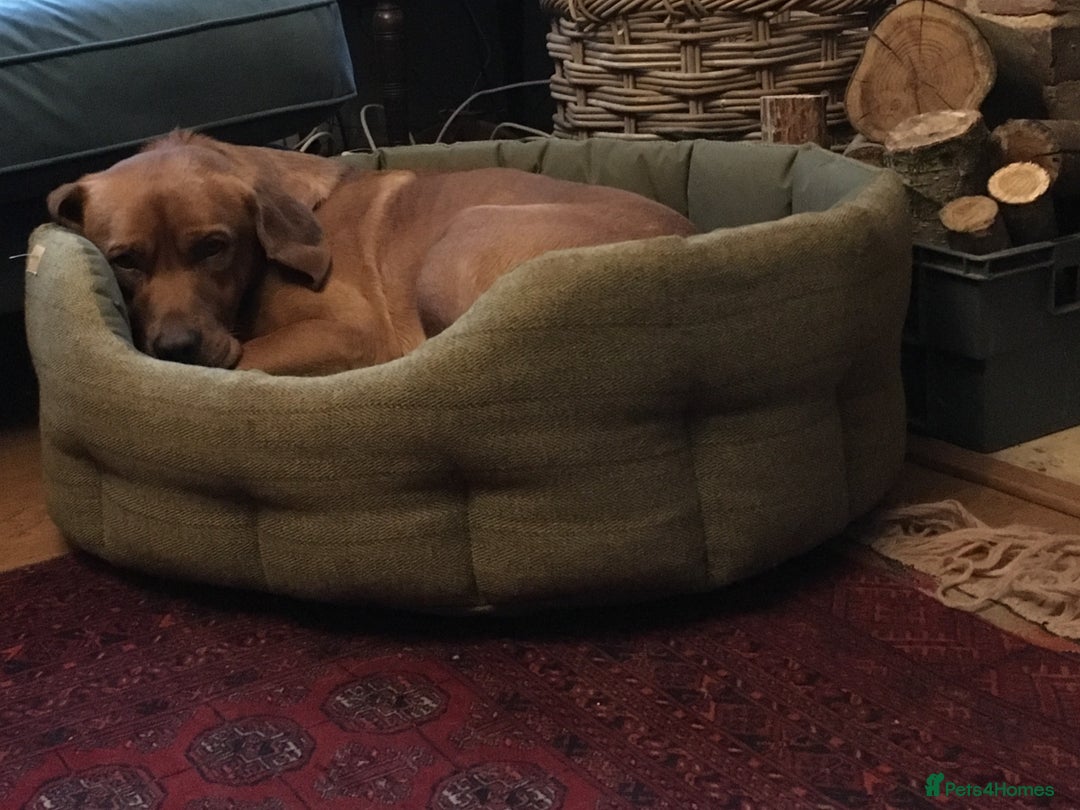 Labrador Retriever dogs for stud: Fox Red Labrador For Stud in Ashford - Image 10