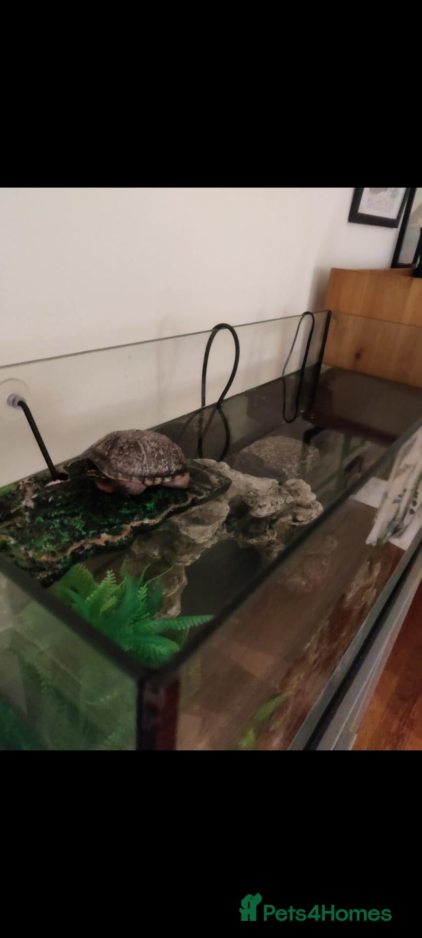 Terrapin reptiles Terrapin for Sale  - Advert 3