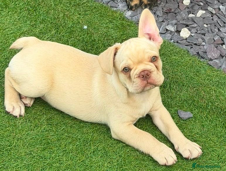 French Bulldog dogs ⭐️ REDUCED ⭐️ Stunning French Bulldog Puppies - Advert 11
