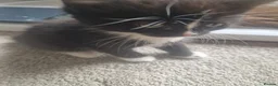 Mixed Breed cats for sale: Kittens looking for forever home - Advert 4