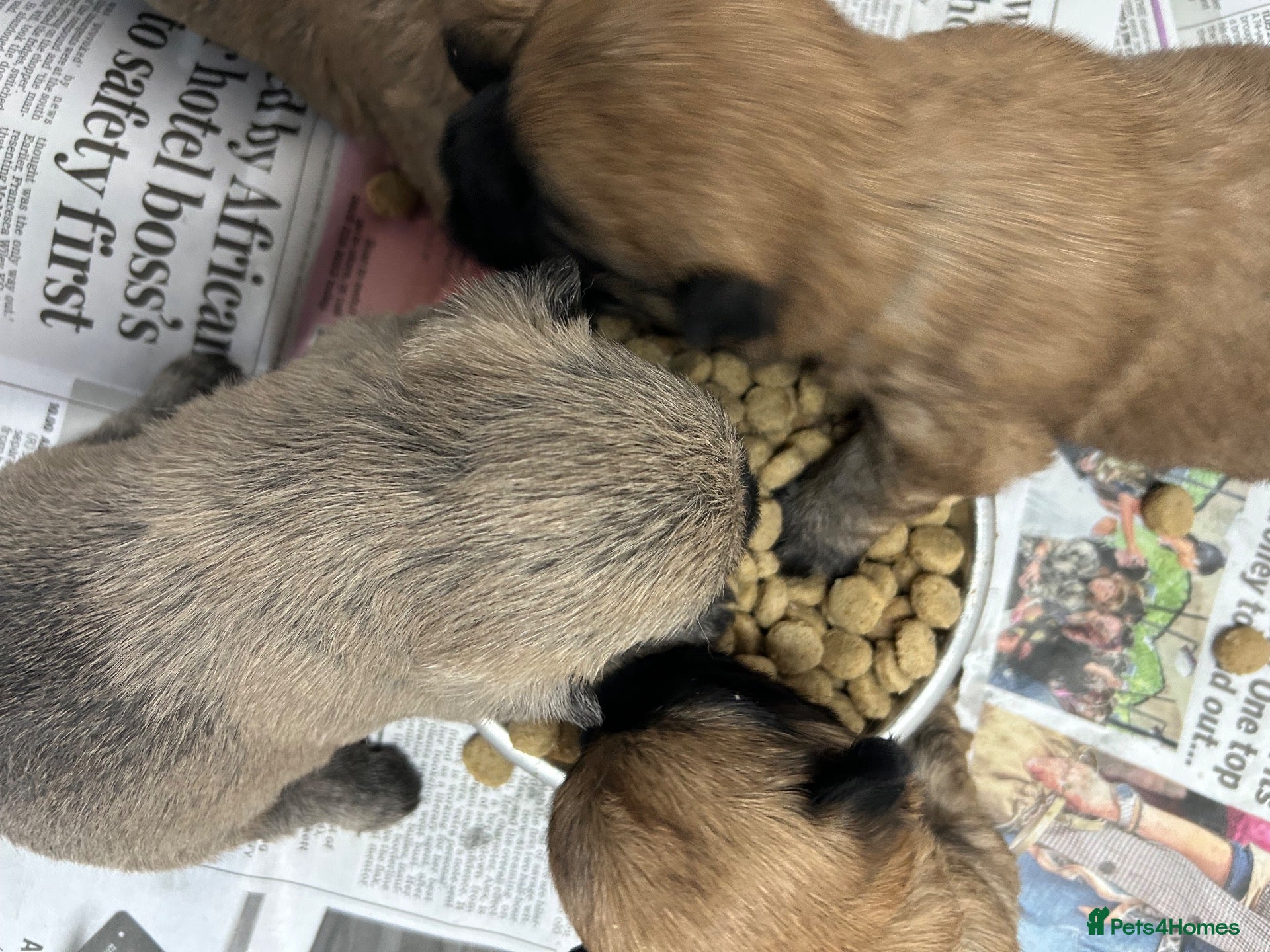 Cairn Terrier dogs Gorgeous Cairn Terrier Puppys - Advert 2