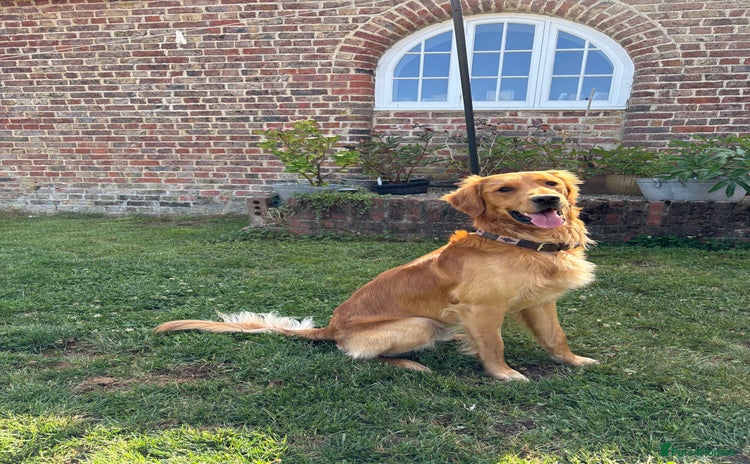 Golden Retriever dogs - Advert 12
