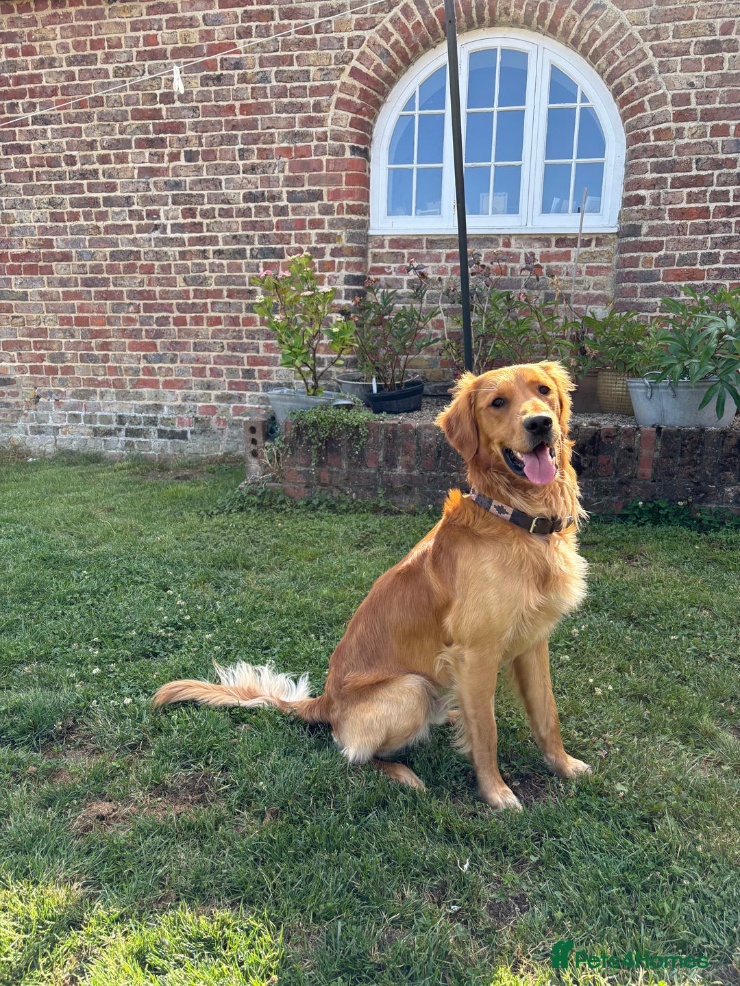 Golden Retriever dogs for sale: Gorgeous Golden Retriever Male  - Image 1