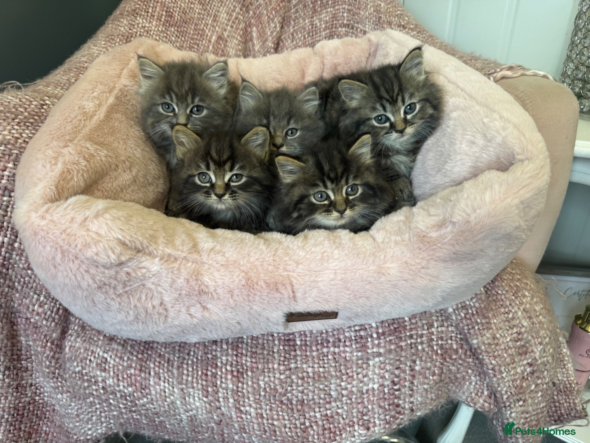 Maine Coon cats Maine coon x Persians kittens  - Advert 5