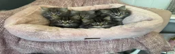 Maine Coon cats for sale: Maine coon x Persians kittens  - Advert 1