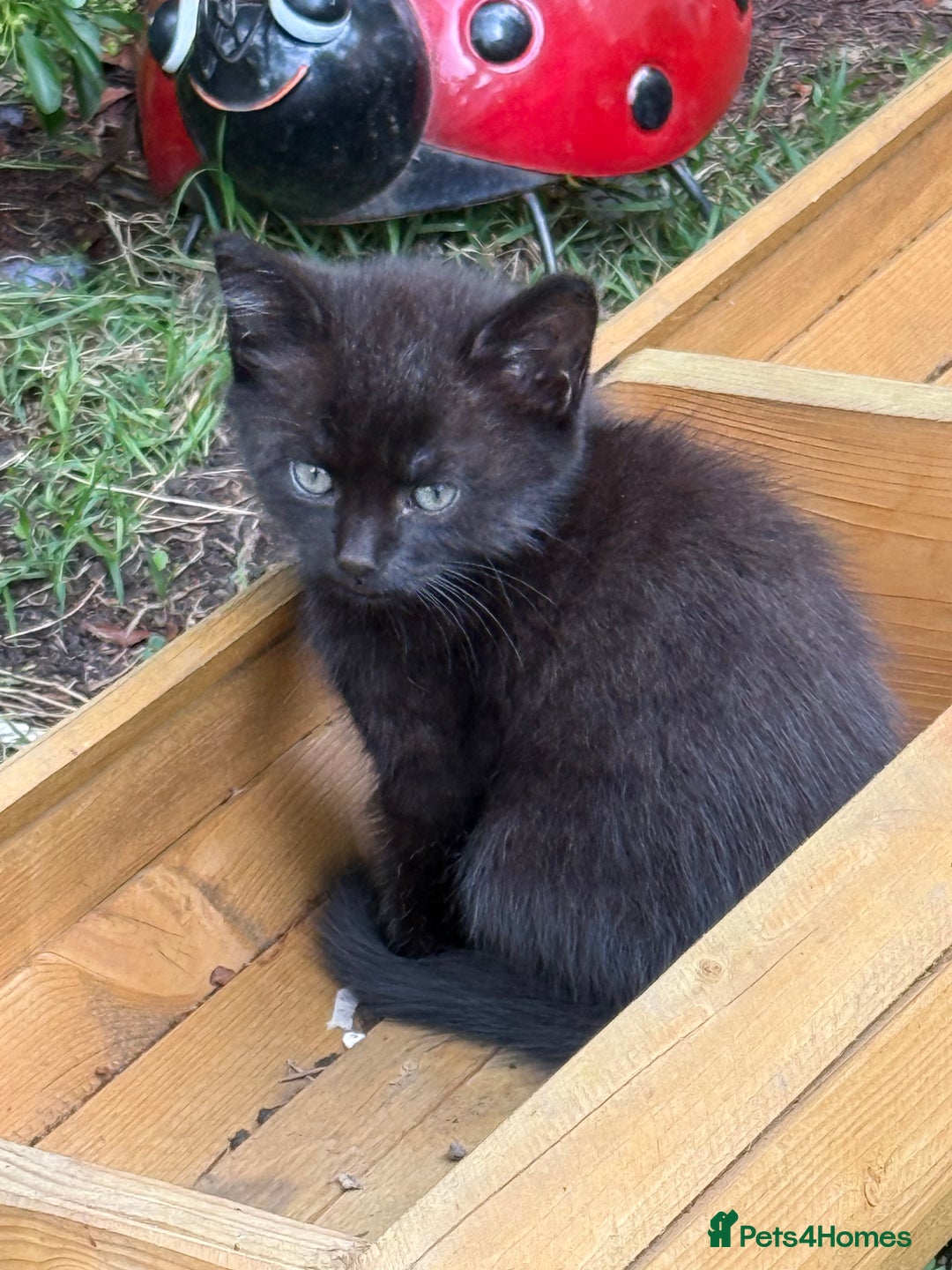 Mixed Breed cats for sale: Black kittens Manchester  - Image 7