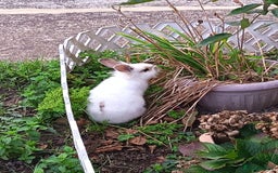 Lionhead rabbits for sale: Two Rabbits - Image 7