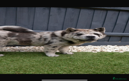 Chow Chow dogs for stud: Smooth coat blue/chocolate visual merle - Image 1
