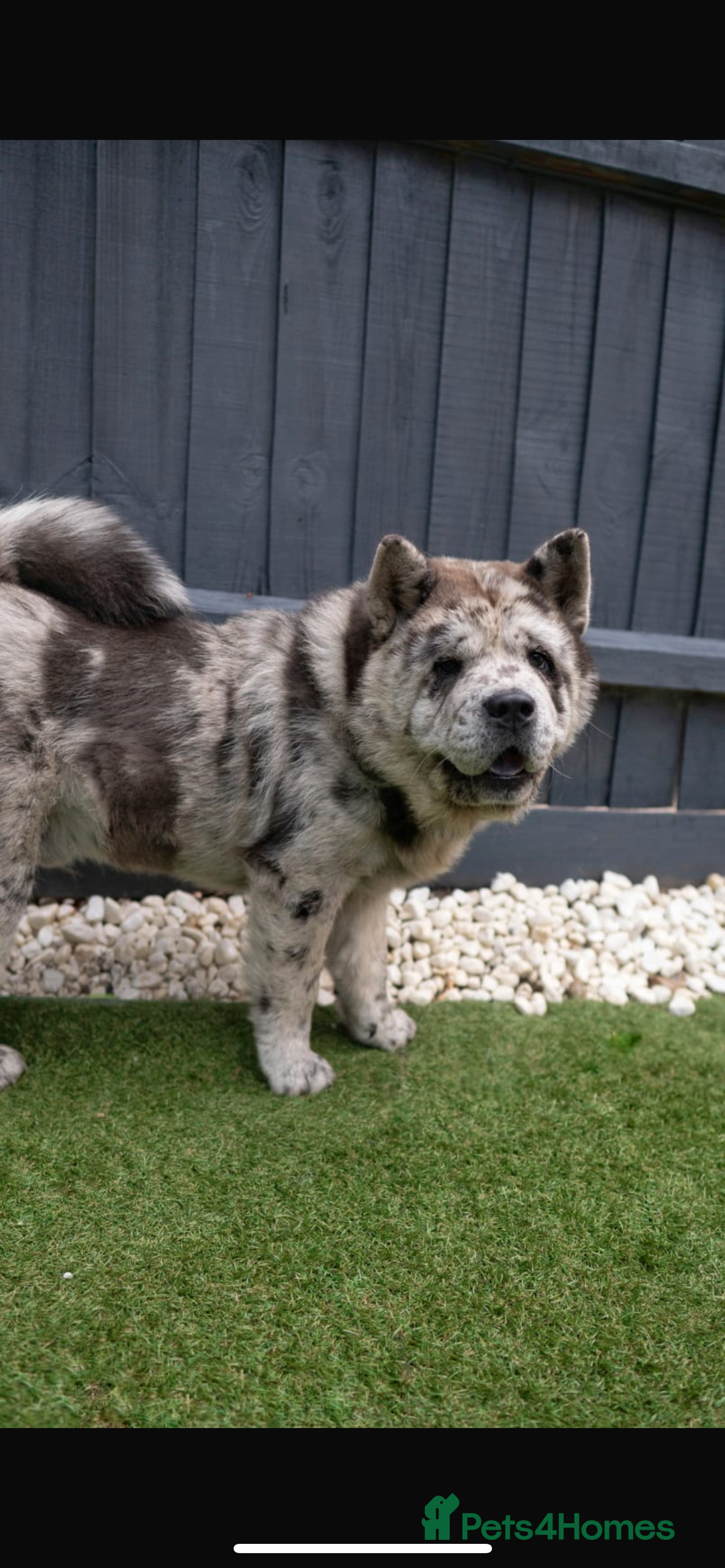 Chow Chow dogs for stud: Smooth coat blue/chocolate visual merle - Image 1