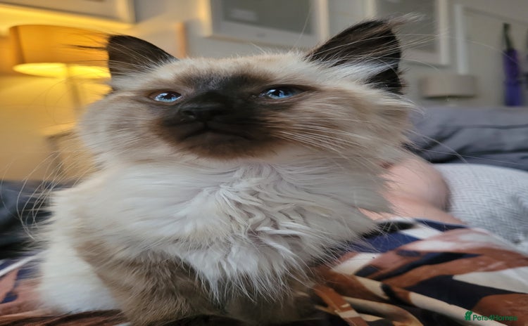 Ragdoll cats - Advert 2
