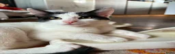 Domestic Shorthair cats for sale:   **   in Abergele - Advert 4
