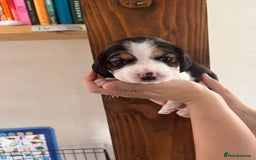 Beagle dogs for sale: Gorgeous beagles KC registered  - Image 16