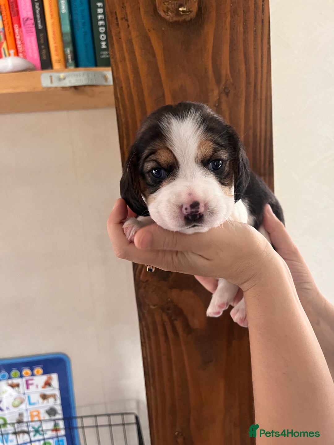 Beagle dogs for sale: Gorgeous beagles KC registered  - Image 16