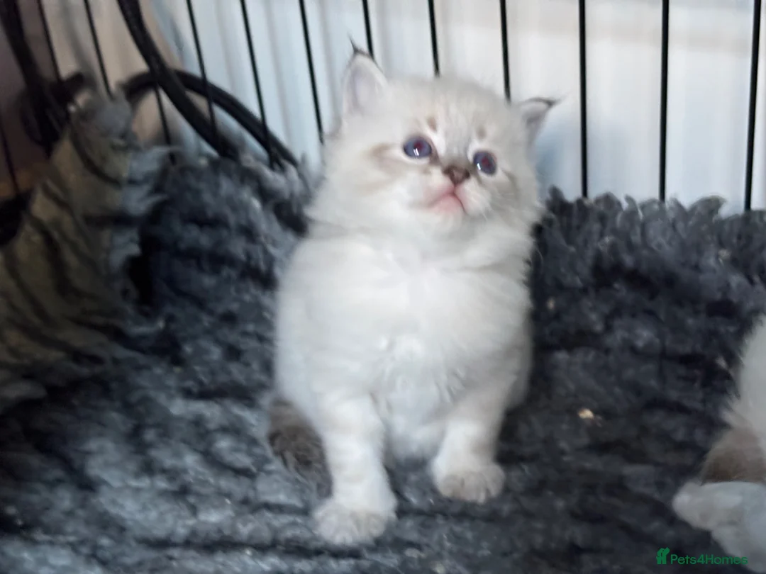 Siberian cats for sale: Champion Line Kitens - Advert 16