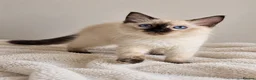 Ragdoll cats for sale: GCCF Ragdoll Kittens - Fully Vacc & Health Checked - Advert 11