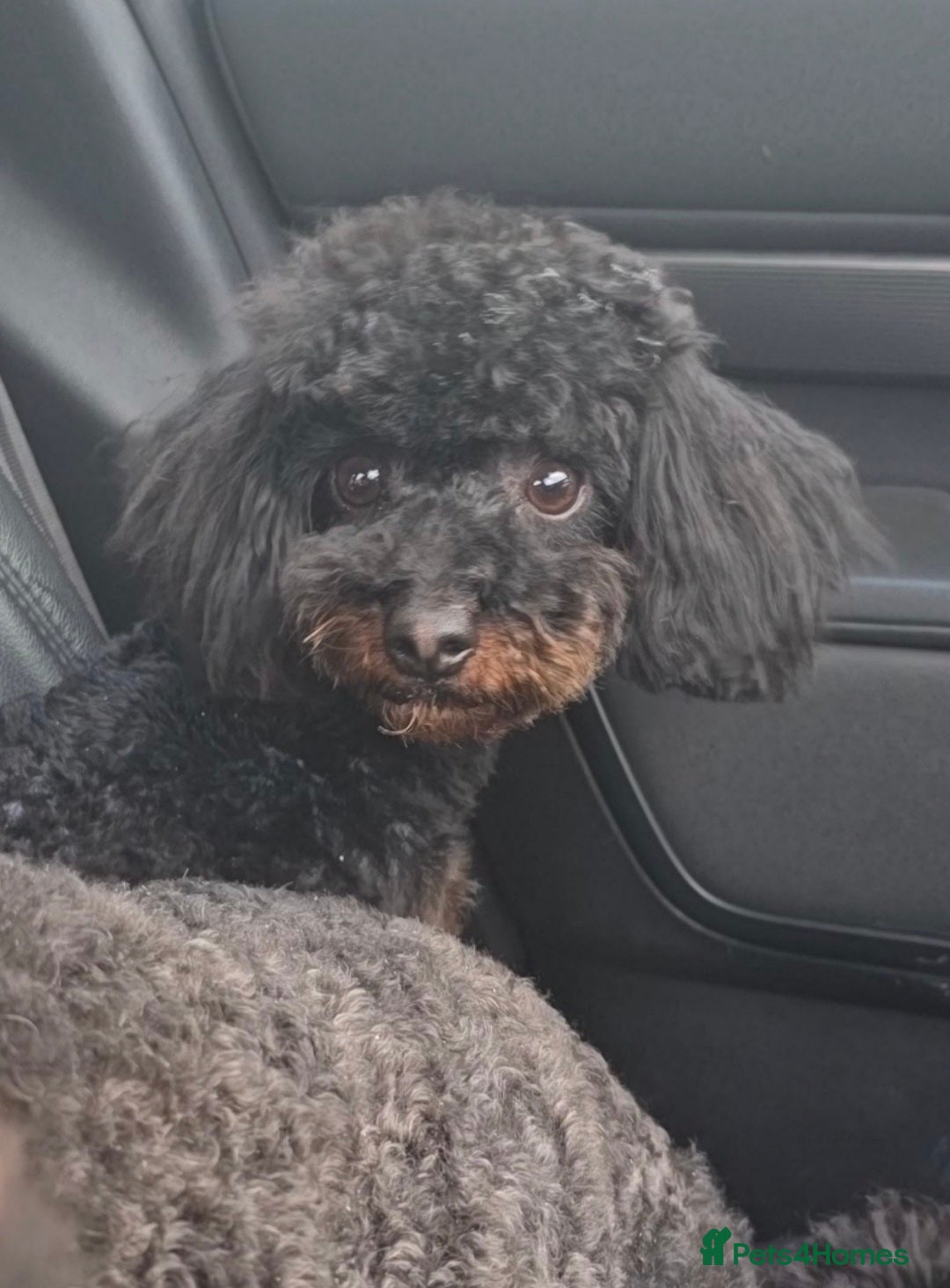 Jackapoo dogs for sale: Extra curly Jackapoos - Image 2