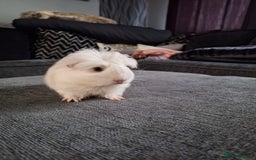 Guinea Pig rodents for sale: Ready to go! Male guinea pig baby - Image 7