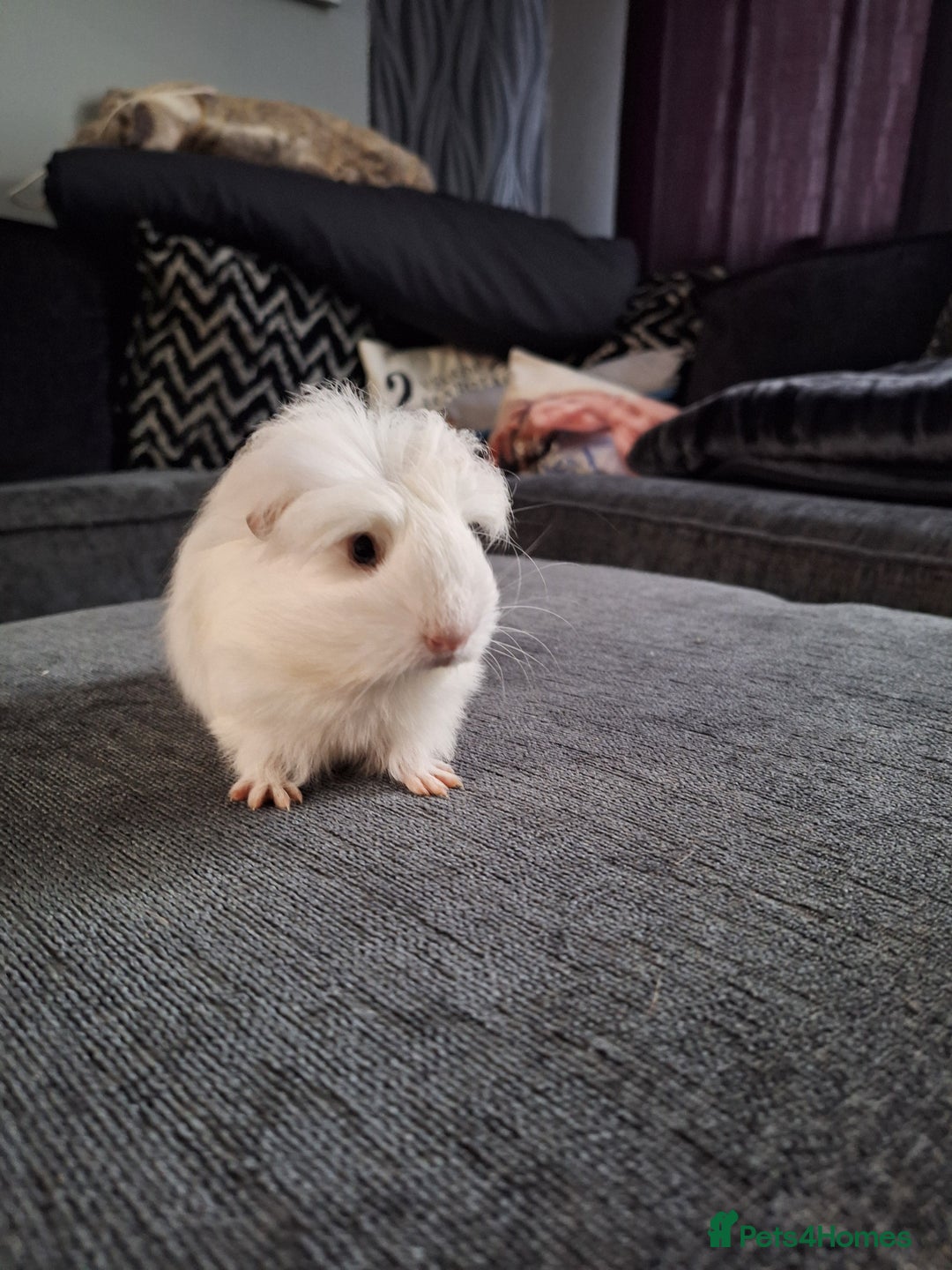 Guinea Pig rodents for sale: Ready to go! Male guinea pig baby - Image 7