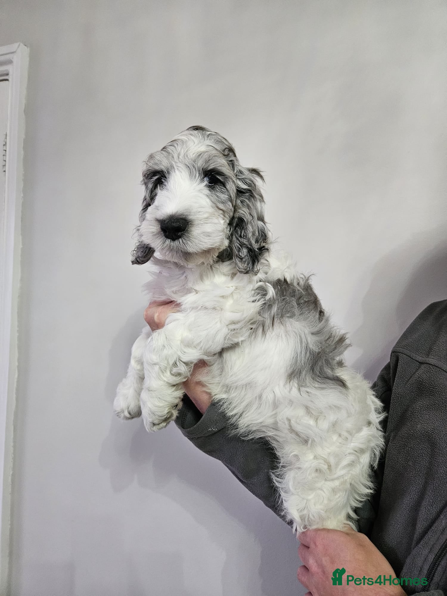 Cockapoo dogs Beautifully coloured f1 cockapoo pups - Advert 1