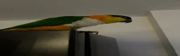 Parrots birds for sale: Parrots Caiques  pair  - Advert 4