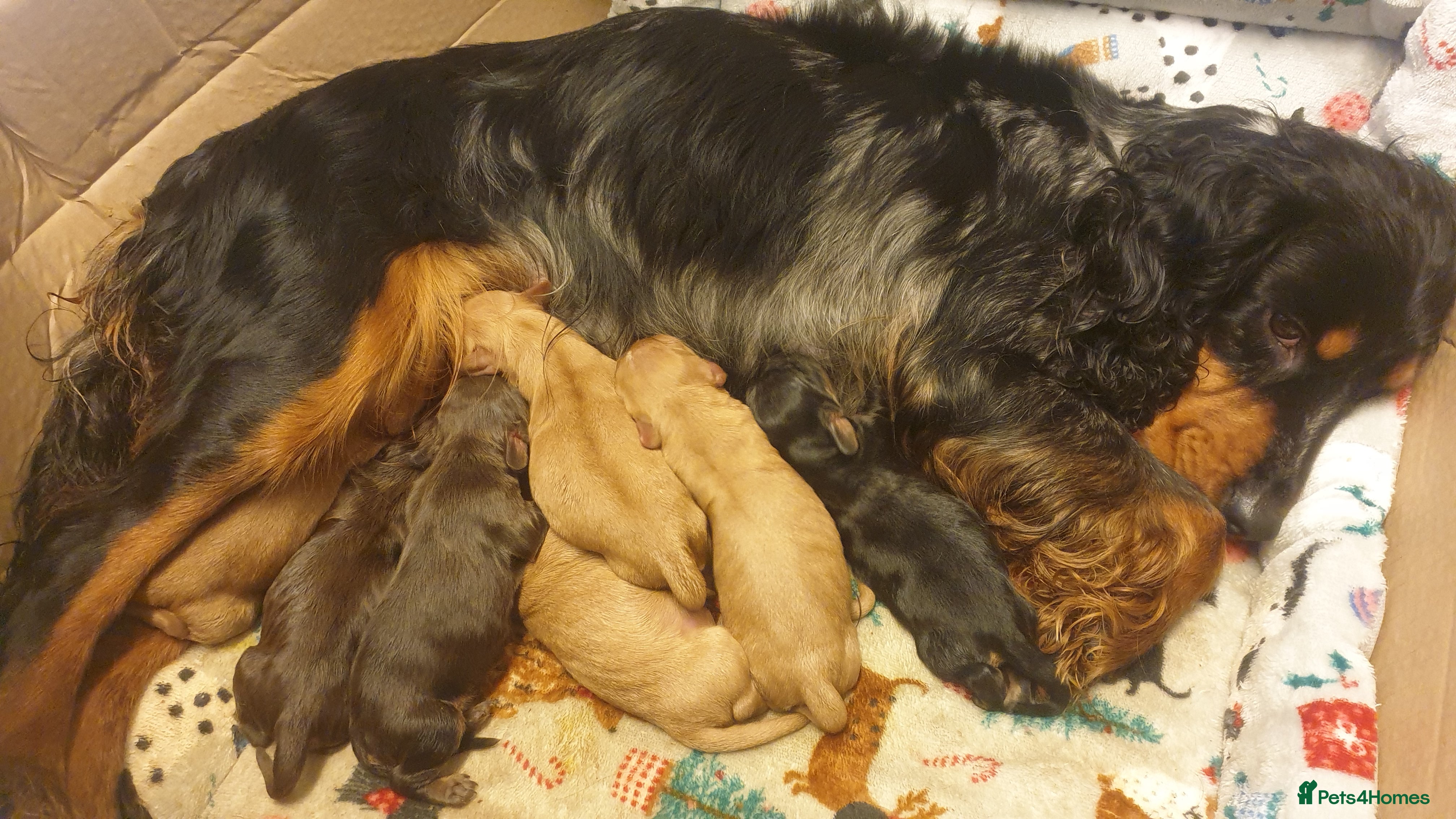 Cocker Spaniel dogs 7 Cocker Spaniel Puppies/ Health Tested Parents ❤ - Advert 3