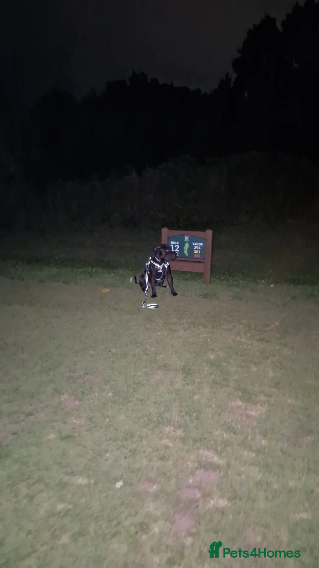 Presa Canario dogs for sale: Presa Canario, 2y3m – Big soft lad, cuddle monster - Advert 16