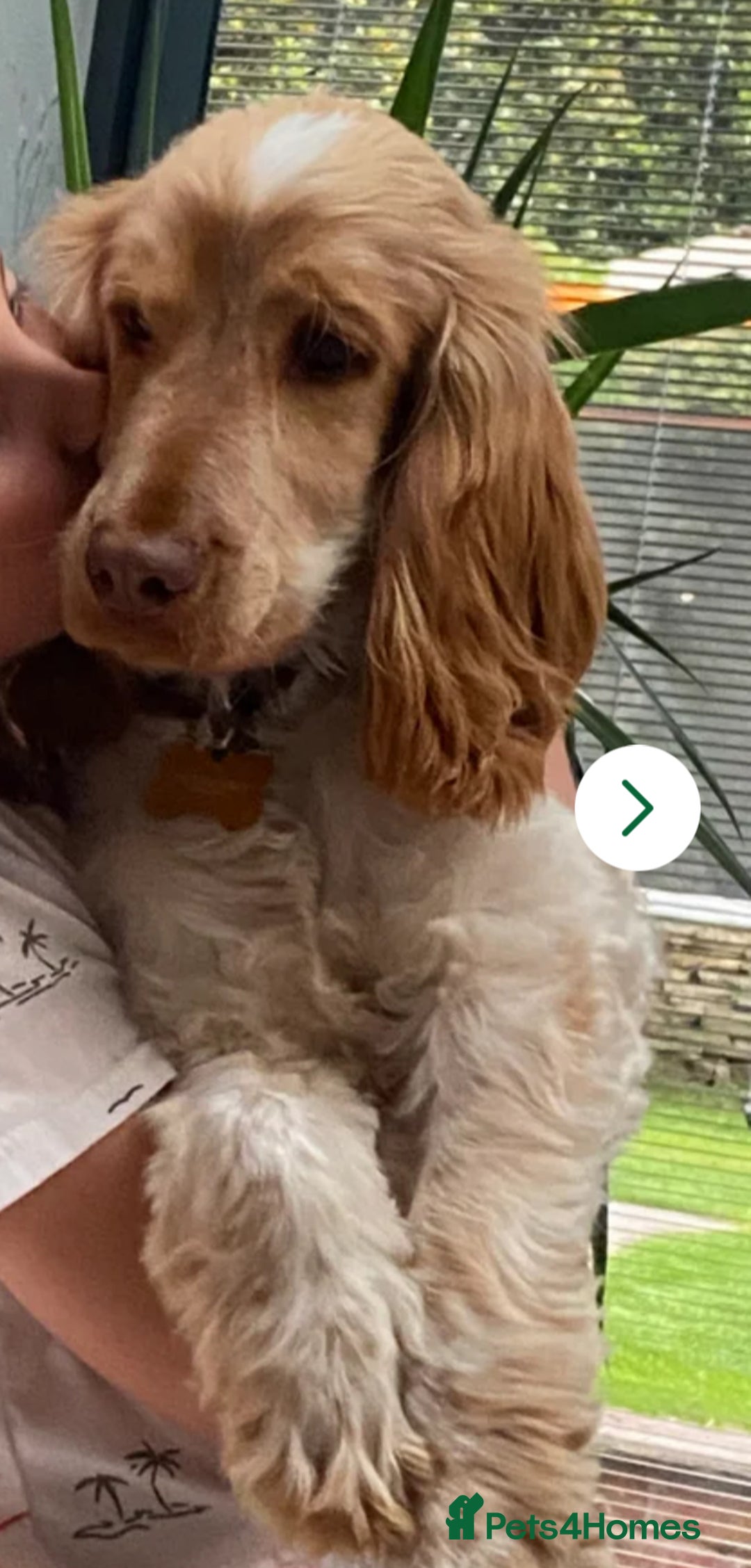 Cocker Spaniel dogs for sale: Exceptionally bred health tested KC Reg Cocker pup - Advert 7