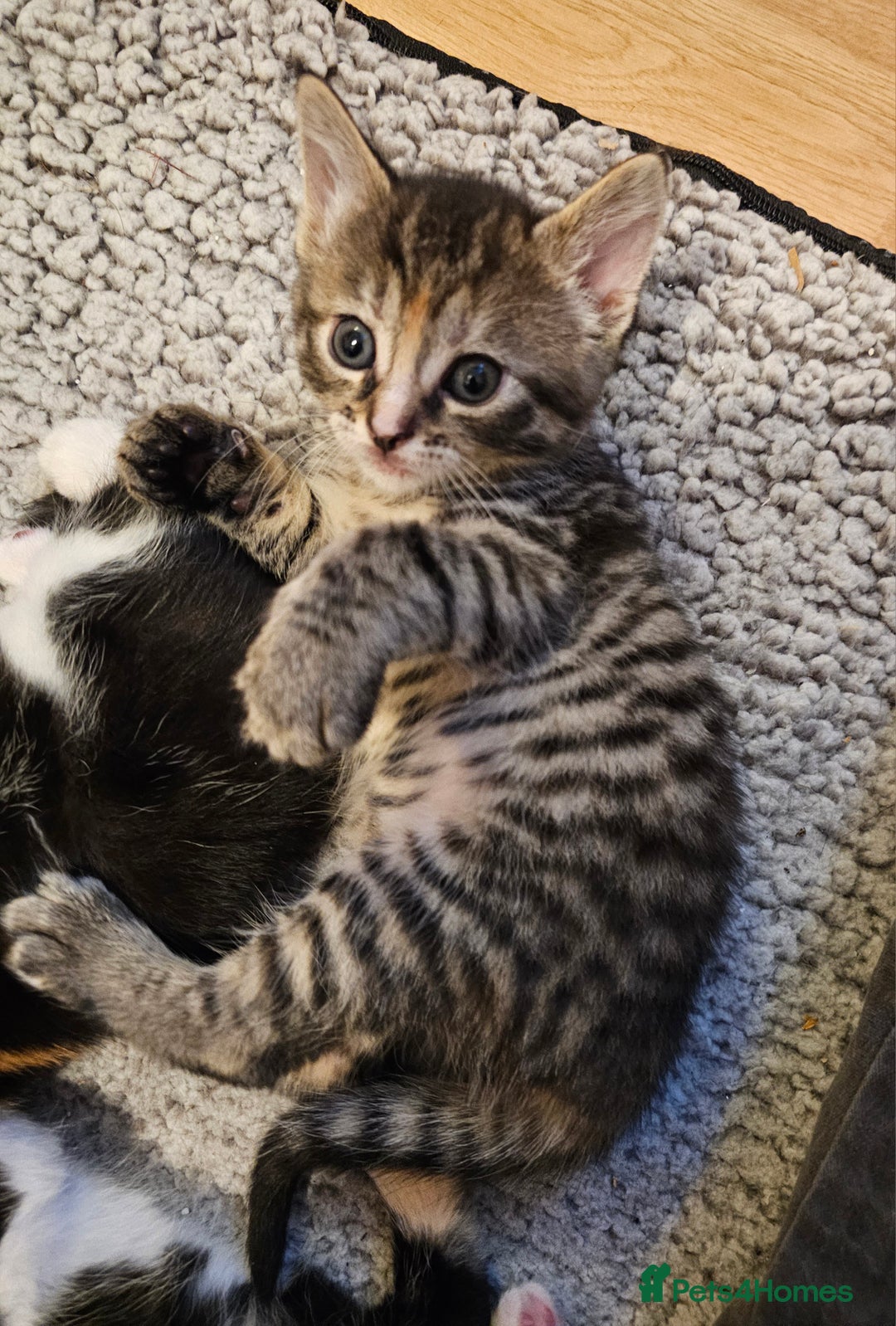 Mixed Breed cats for sale: Mixed breed kittens. Ready to be re-homed in Feb. - Advert 2