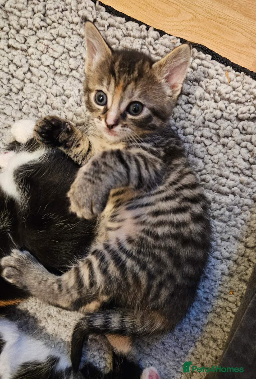 Mixed Breed cats for sale: Mixed breed kittens. Ready to be re-homed in Feb. - Advert 2