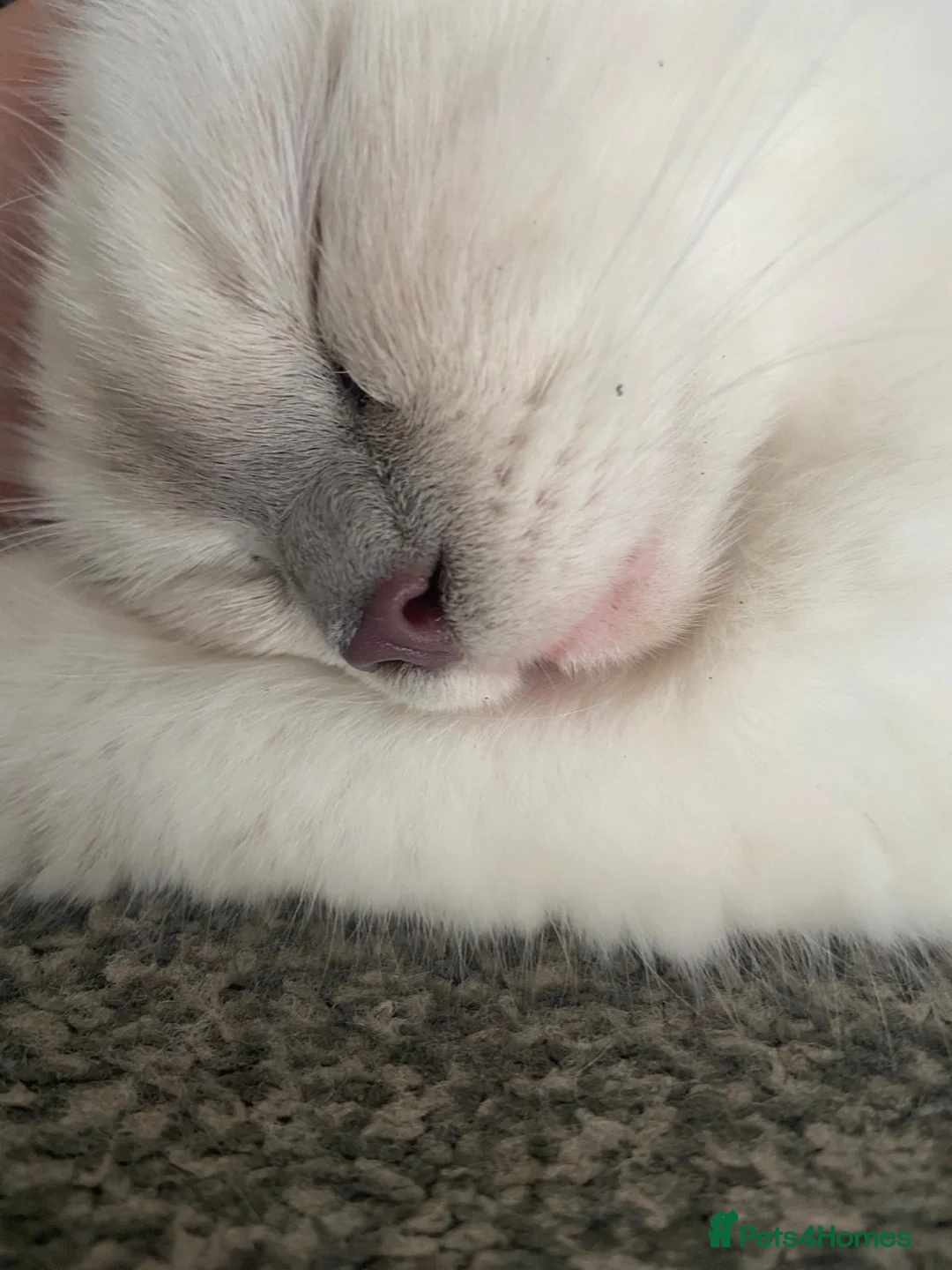 Ragdoll cats for sale: 2 ragdolls - Advert 1