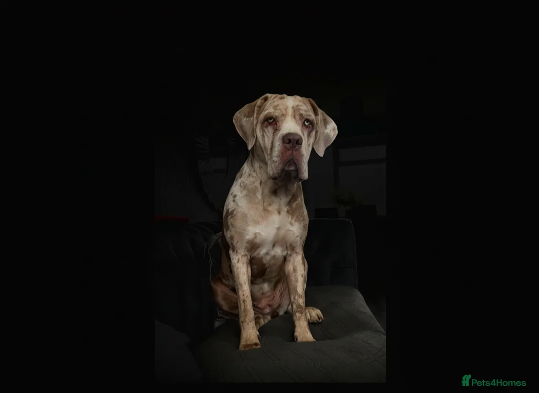 Cane Corso dogs for sale: Amazing cane corso x Bandog  - Advert 2