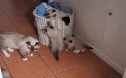 Ragdoll cats for sale:  ragdoll kittens  - Image 8