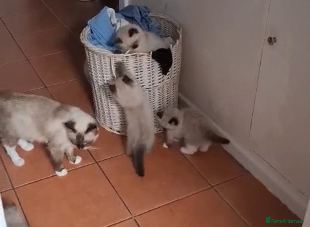 Ragdoll cats for sale:  ragdoll kittens  - Image 8