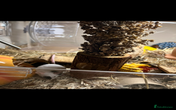 Mouse rodents for sale: Single female mouse  - Image 3