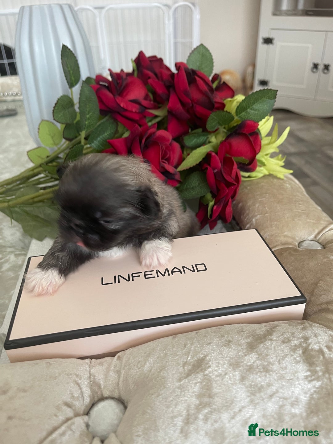 Pekingese dogs for sale: Top Quality Pekingese puppies  in Rugby - Image 11