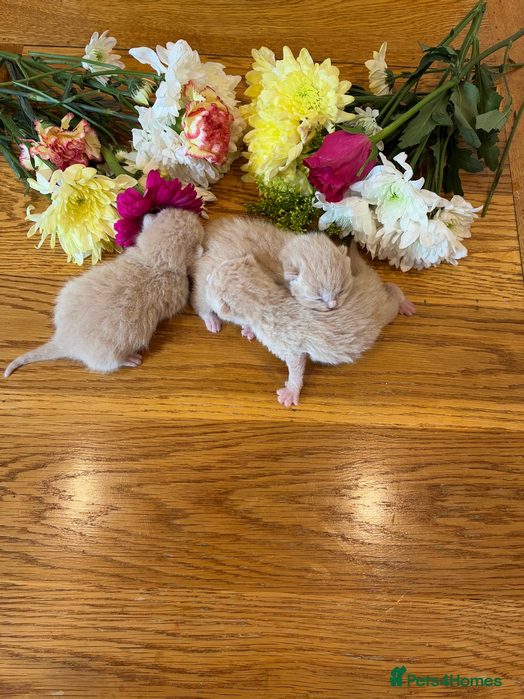 British Shorthair cats for sale: 5 TICA BRITISH SHORTHAIRED KITTENS - Image 16