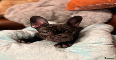 French Bulldog dogs - Advert 9