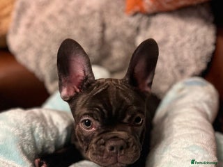 French Bulldog dogs - Advert 8