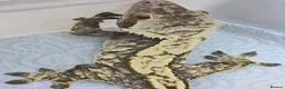 Gecko reptiles for sale: Crested geckos  - Advert 20