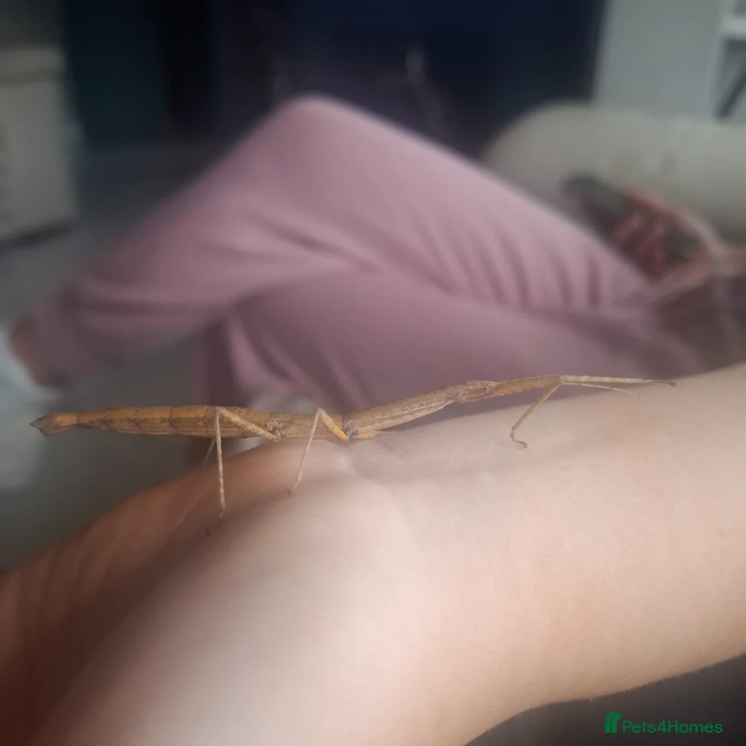 Stick Insects invertebrates for sale: Indian stick insects  - Advert 2